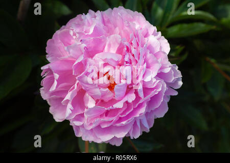 Close-up of a pink peony on a dark background Stock Photo