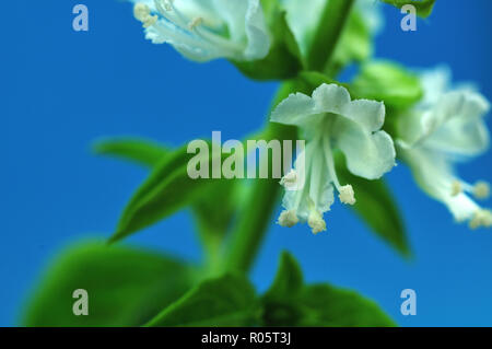 white flower at twig of a basil plant, macrophotography in front of blue background Stock Photo