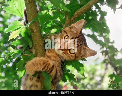 A curious tabby kitten, European Shorthair, is playing in a garden and climbing in a tree