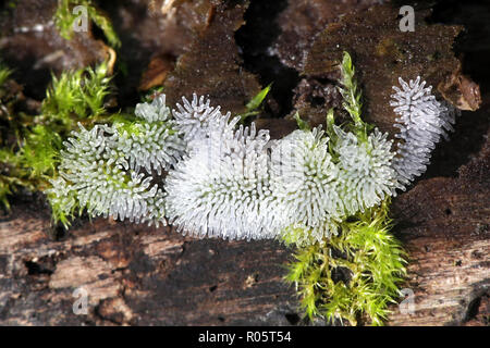 Coral slime mold, Ceratiomyxa fruticulosa Stock Photo