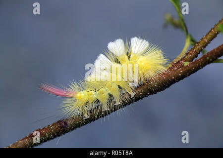 Pale tussock moth caterpillar, Calliteara pudibunda Stock Photo