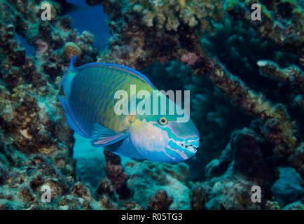 rusty parrotfish, Scarus ferrugineus, in coral reef, Red Sea, Egypt Stock Photo