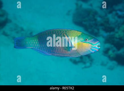 rusty parrotfish, Scarus ferrugineus, in coral reef, Red Sea, Egypt Stock Photo