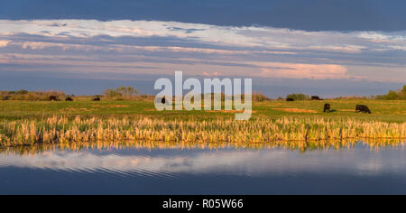 A pastoral summer scene of grazing cattle at sunset in the countryside of Manitoba, Canada Stock Photo