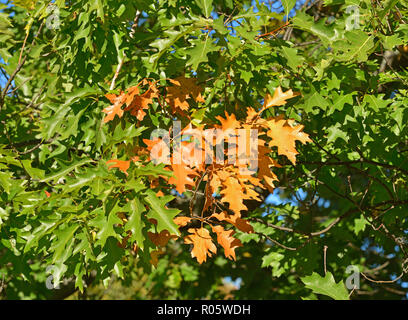 Quercus rubra (Quercus borealis). Branches and leaves Stock Photo