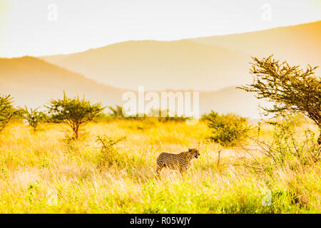 Cheetah (Acinonyx jubatus), Zululand, South Africa, Africa Stock Photo