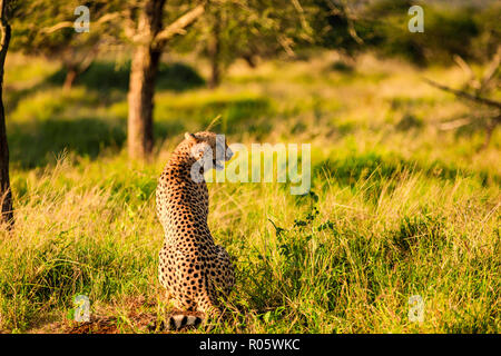Cheetah (Acinonyx jubatus), Zululand, South Africa, Africa Stock Photo