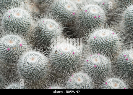 Mammillaria geminispina is a species of flowering plant in the family Cactaceae, native to central Mexico.  Carmine pink flowers are borne in summer a Stock Photo