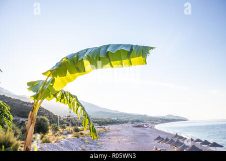 Banana tree with bananas on the beach background. Albania Stock Photo