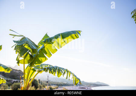Banana tree with bananas on the beach background. Albania Stock Photo