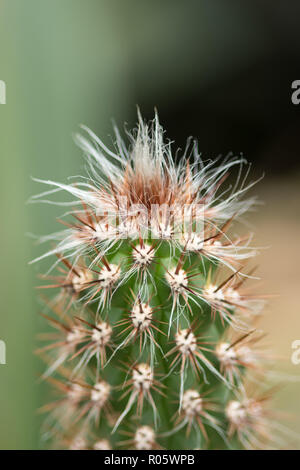 Oreocereus is a genus of cacti, known only from high altitudes of the Andes. Its name means 'mountain cereus'.