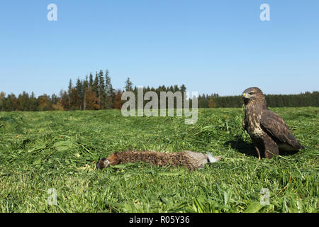 Steppe buzzard (Buteo buteo) on dead mown European hare (Lepus europaeus) Allgäu, Bavaria, Germany Stock Photo