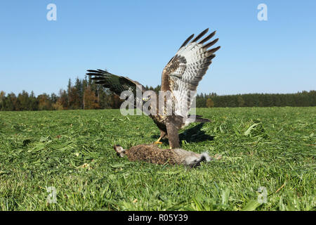 Steppe buzzard (Buteo buteo) on dead mown European hare (Lepus europaeus) Allgäu, Bavaria, Germany Stock Photo