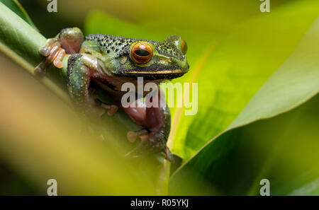 Frog (Boophis albilabris) on leaf, in the rainforest of Mitsinjio, East Madagascar, Madagascar
