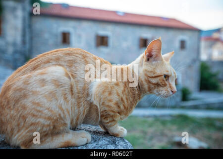 Red cat on the street of the old city in Budva. Montenegro Stock Photo