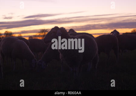 Sheep at Sunset Stock Photo