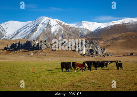 Cows in a winter feed paddock on a high country farm near castle rocks and snowy mountains on a New Zealand farm Stock Photo