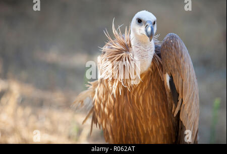Griffon Vulture or Gyps fulvus perched, Extremadura, Spain Stock Photo