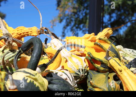 Gourds waiting to be chosen at a very popular pumpkin patch called Hawk's Pumpkin Patch in Winston-Salem, NC. Stock Photo