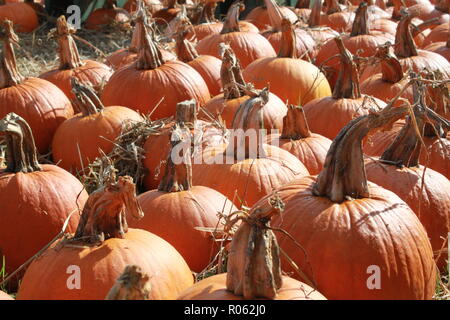 Small and medium pumpkins waiting to be chosen by a family to be carved for Halloween at Hawk's Pumpkin Patch, Winston-Salem, NC Stock Photo