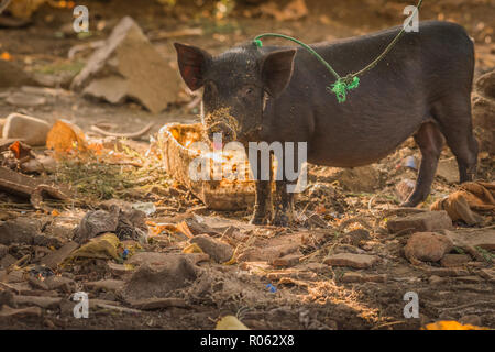 Cute piglet eating porridge for breakfast looking up with tongue sticking out Stock Photo