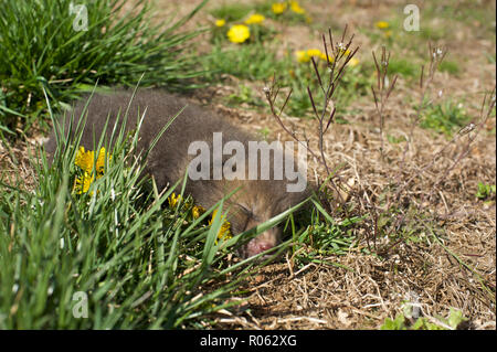 Baby fisher cat found sleeping on my lawn Stock Photo