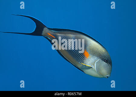 Arabischer Doktorfisch (Acanthurus sohal) im blauen Wasser, Sinai, Ägypten | Sohal surgeonfish (Acanthurus sohal) at blue sea, Sinai, Egypt Stock Photo