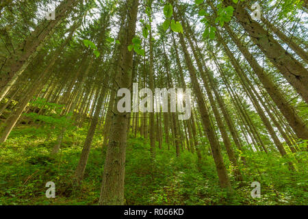Wooded forest trees backlit by golden sunlight before sunset with sun rays pouring through trees on forest floor illuminating tree branches, nature Stock Photo