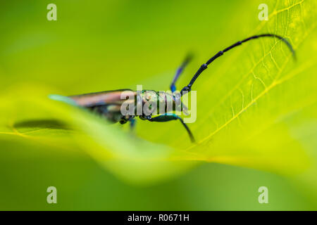 Huge insect on green leaf, nature background, wildlife concept. Macro image with details Stock Photo