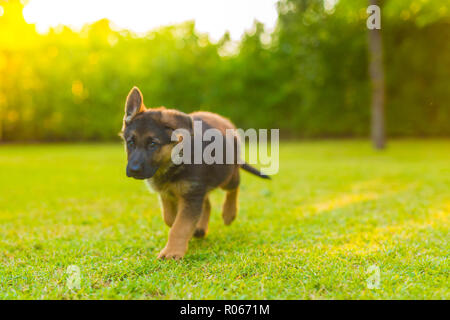 German shepherd puppy running on the lawn, garden park background. Cute puppy playing outdoors Stock Photo