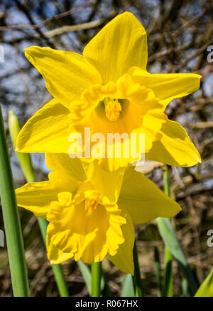 Two daffodils. Stock Photo