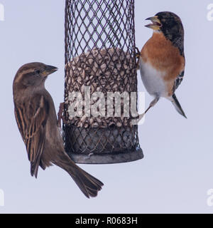 A male Brambling and a female House Sparrow feeding in freezing conditions in a Norfolk garden Stock Photo