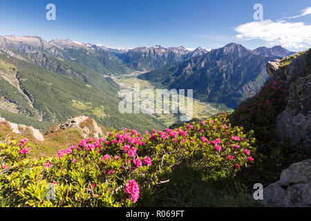 Rhododendrons on Monte Berlinghera with Chiavenna Valley in the background, Sondrio province, Lombardy, Italy, Europe