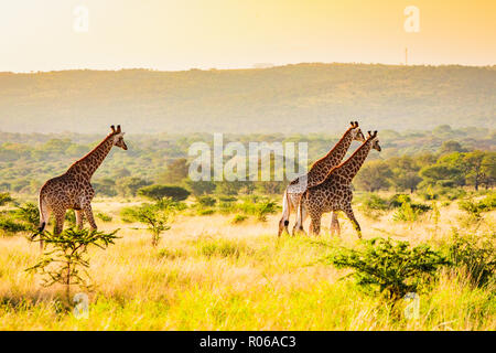 Giraffe (Giraffa camelopardalis), Zululand, South Africa, Africa