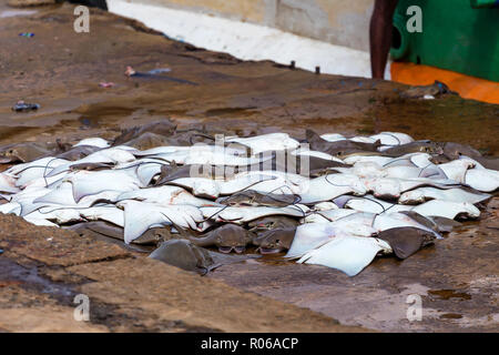 Stingrays caught and laid on ground at fishing pier Stock Photo