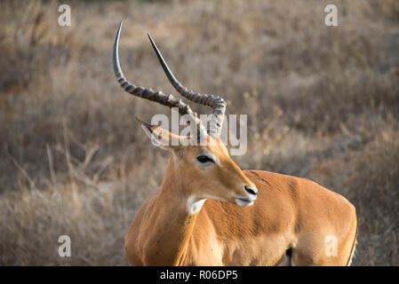 antelope in Tsavo East national park, Kenya Stock Photo