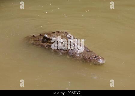 One wild crocodile (crocodylus acutus) in the Black River, Jamaica Stock Photo