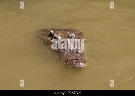 One wild crocodile (crocodylus acutus) in the Black River, Jamaica Stock Photo