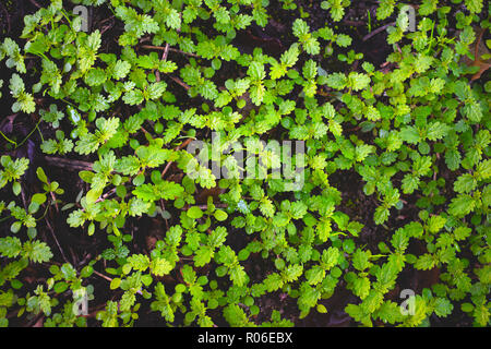 Fresh grass in autumn. Tapestry of green nettles on an autumnal moist soil. Green. Vegetable pattern background. Stock Photo