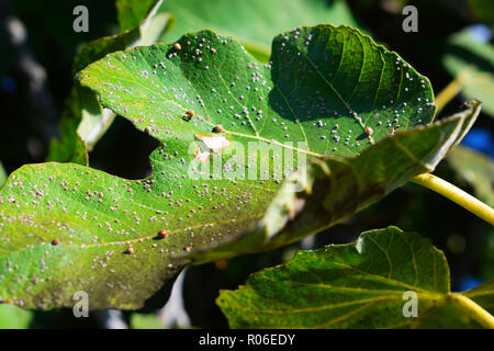 Infected fig leaf of Ceroplastes rusci. Disease of the Mediterranean fig tree. Fig wax scale of the fig tree. Stock Photo