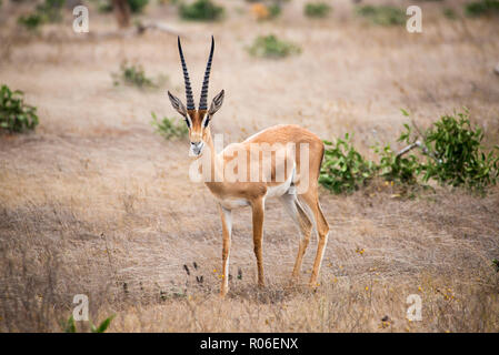 antelope in Tsavo East national park, Kenya Stock Photo
