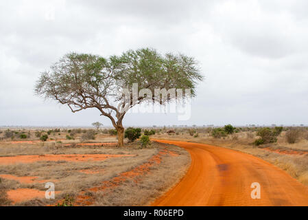 red brown dirt road through savannah in Tsavo East National park, Kenya, Africa Stock Photo