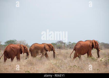 elephant in Tsavo National Park, Kenia Stock Photo