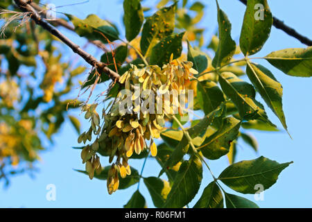 ash tree excelsior fraxinus alamy samara seeds closeup