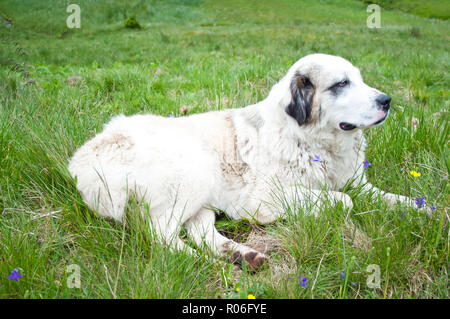 One white fluffy shepherd dog lying and resting on lush green grass among bellflowers with a serious expression on his face. Summer day in Maramures,  Stock Photo