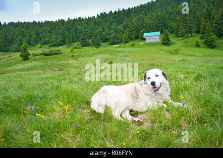 One white fluffy shepherd dog lying on lush green hill among bellflowers with a joyful expression on his face, content, with protruding tongue. Summer Stock Photo