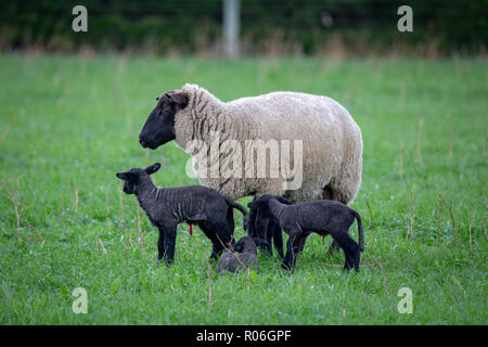 A black faced suffolk ewe sheep with her four black newborn lambs Stock Photo