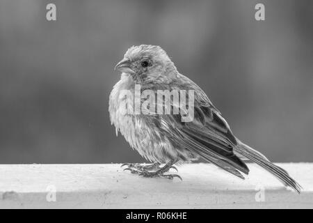 Black and white close up profile house finch bird on railing with detail in fluffed feathers and bright eye and beak Stock Photo