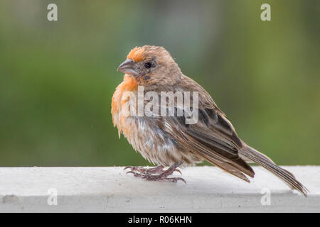 Close up Profile House Finch Bird with Orange Chest and Head Feathers Stock Photo