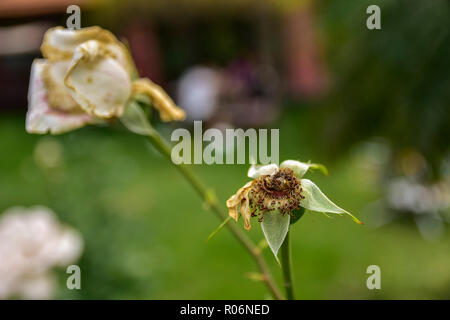 Two dried roses in the plant in the garden Stock Photo